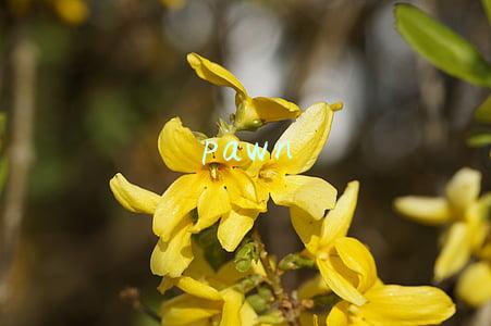 pawn