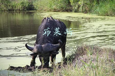 布莱斯