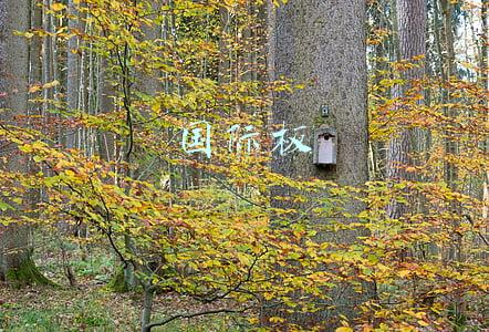 国际板