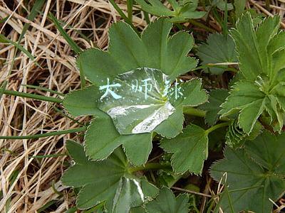 大师球可以满血抓神兽吗(横跨二十余年依然火爆的宝可梦系列背后，马里奥居然也有功劳？)