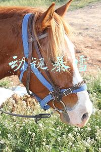 动视暴雪收购多少钱(不差钱！微软将以近700亿美元收购动视暴雪背后：现金储备1300亿美元)