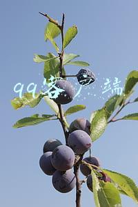 qq客户端