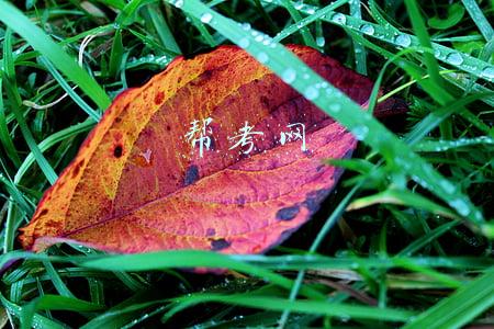 帮考网口碑怎么样(帮考网，您高分通过职业资格考试的好帮手！)