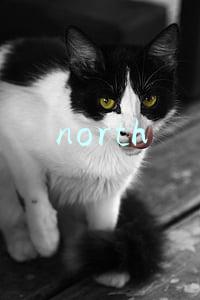 north