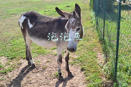 泡泡鱼