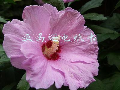 亚马逊电纸书