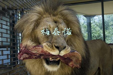 梅泰诺