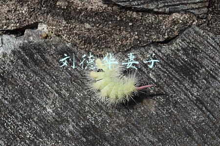 刘德华妻子