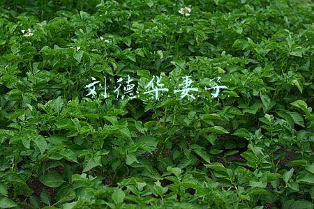 刘德华妻子