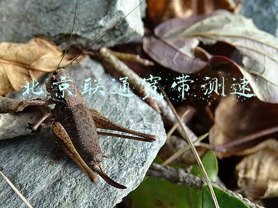 北京联通宽带测速