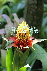 邬君梅