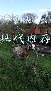 现代内存