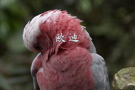 欧迪
