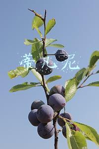 蒂凡尼