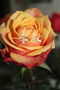 李骏杰(破坏计算机信息系统罪的认定)