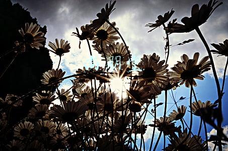 尚朋堂