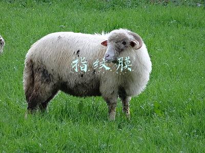 指纹膜