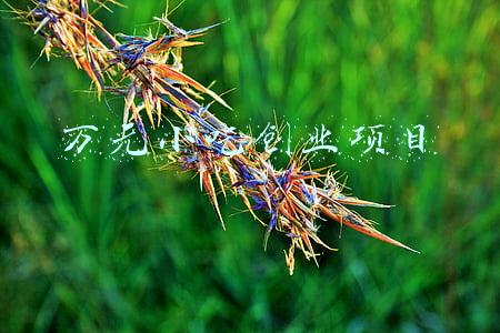 万元小吃创业项目