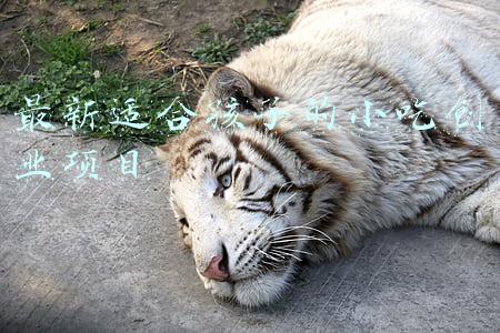 最新适合孩子的小吃创业项目
