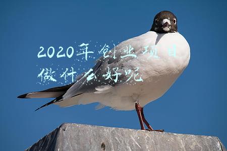 2020年创业项目 做什么好呢