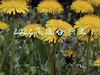 2022年适合创业