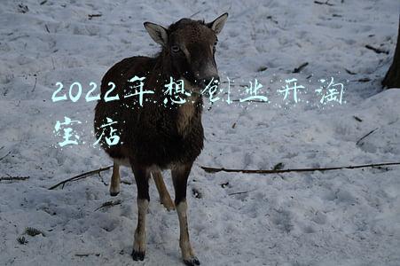 2022年想创业开淘宝店