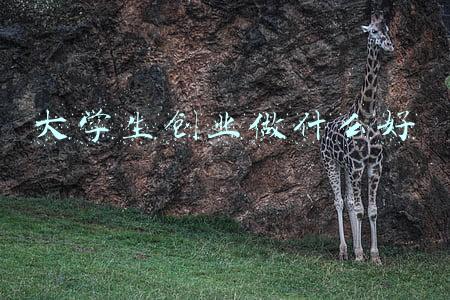 大学生创业做什么好