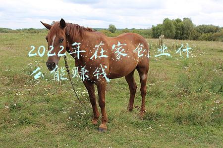 2022年在家创业什么能赚钱