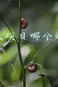 创业项目哪个赚钱