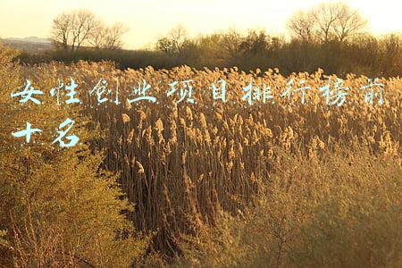女性创业项目排行榜前十名