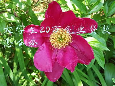 大学生20万创业贷款怎么办
