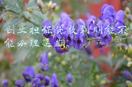 创业担保贷款到期能不能办理延期