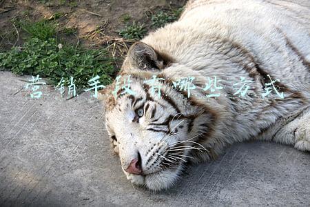 营销手段有哪些方式