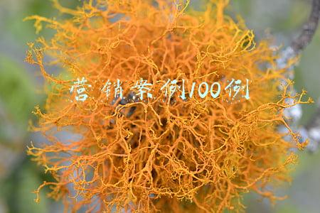 营销案例100例