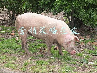 营销策略范文