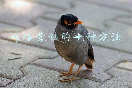网络营销的十种方法