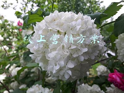 线上营销方案