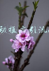 自动推广引流app