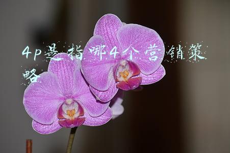 4p是指哪4个营销策略