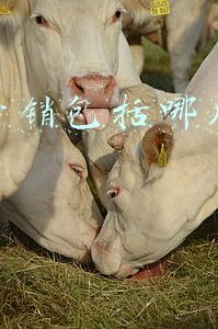 精准营销包括哪几个方面