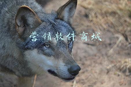 营销软件商城