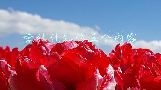 营销计划的五个内容