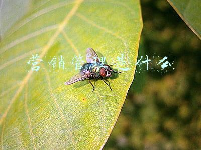 营销管理是什么