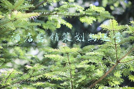 酒店营销策划与运营