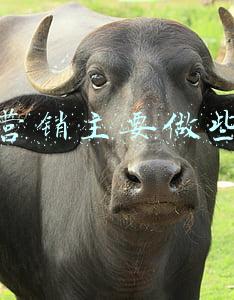 网络营销主要做些什么