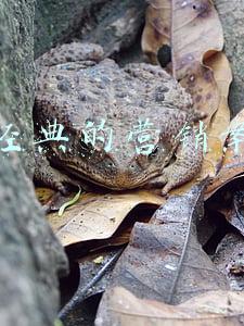 最经典的营销案例