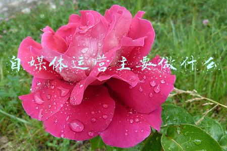 自媒体运营主要做什么