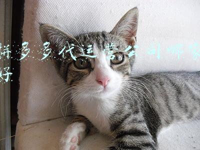 拼多多代运营公司哪家好