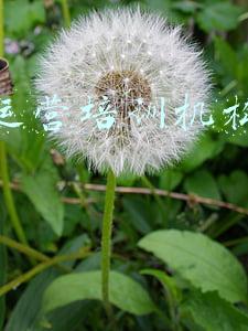 电商运营培训机构哪家好