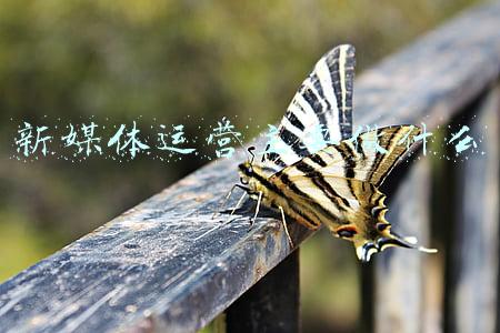 新媒体运营主要做什么